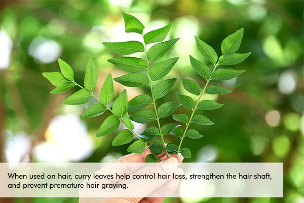 curry leaves benefits for the hair