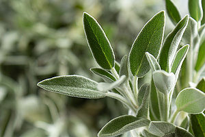 is sage good for hair and skin?