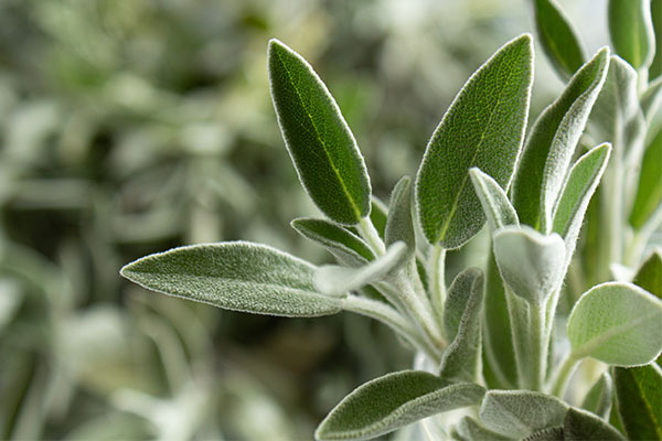 Sage: Uses, Benefits, Side Effects, Dosage, Precautions